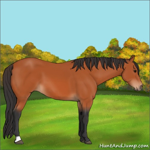 Horse Color:Bay 