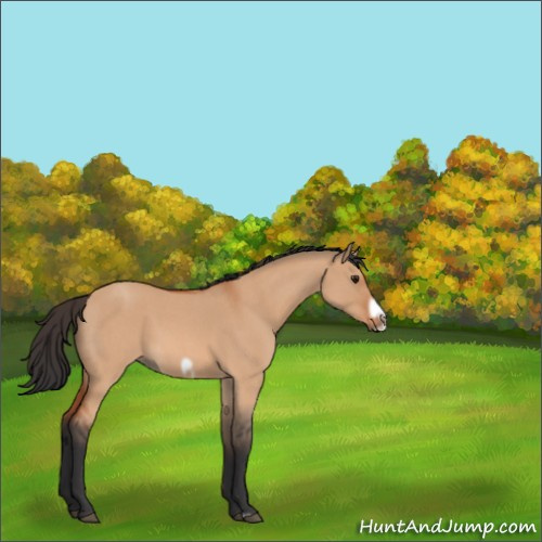 Horse Color:Bay Roan Dun Frame 