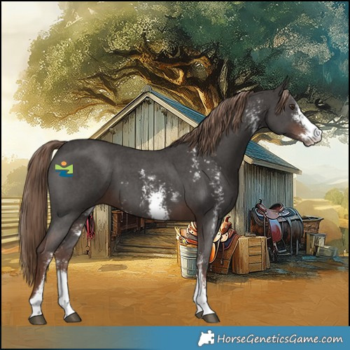 Horse Color:Liver Chestnut Sabino 