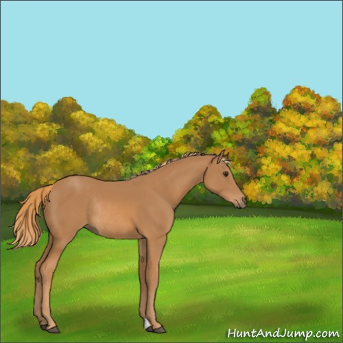 Horse Color:Chestnut Rabicano 