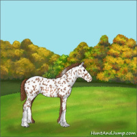 Horse Color:Chestnut Appaloosa 
