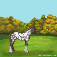 Horse Color:Liver Red Roan Appaloosa 