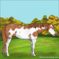 Horse Color:Chestnut Splash Frame