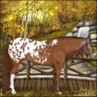 Horse Color:Gray Chestnut Blanket 