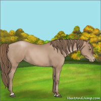 Horse Color:Black Pearl Sabino 