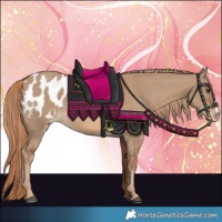 Horse Color:Red Dun Appaloosa 