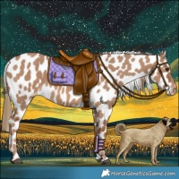 Horse Color:Red Dun Leopard 