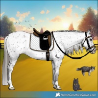 Horse Color:Black Appaloosa