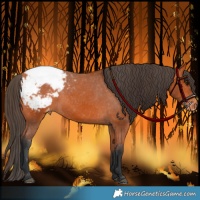 Horse Color:Bay Appaloosa