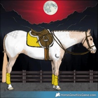 Horse Color:Chestnut Appaloosa