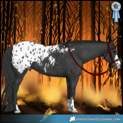 Horse Color:Black Appaloosa