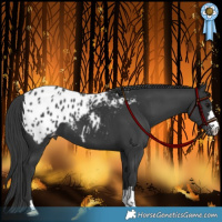 Horse Color:Black Appaloosa
