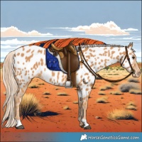 Horse Color:Chestnut Near Leopard 