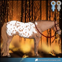 Horse Color:Chestnut Appaloosa