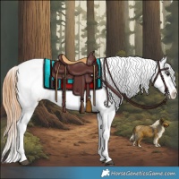 Horse Color:Chestnut Appaloosa 