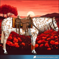 Horse Color:Chestnut Near Leopard 