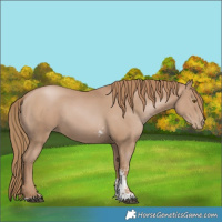 Horse Color:Black Pearl Sabino 