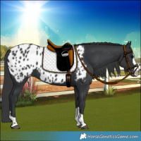 Horse Color:Black Near Leopard 