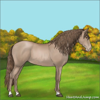 Horse Color:Black Pearl Sabino 