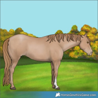 Horse Color:Black Pearl Sabino 