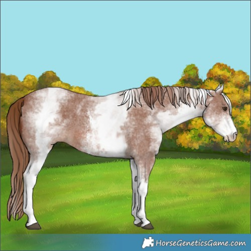 Horse Color:White Spotted Chestnut Sabino 