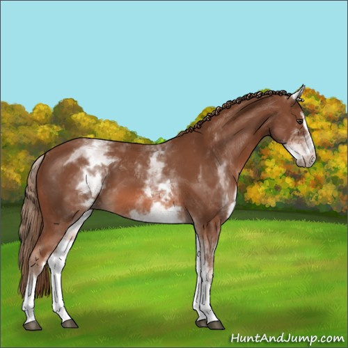 Horse Color:Unknown 