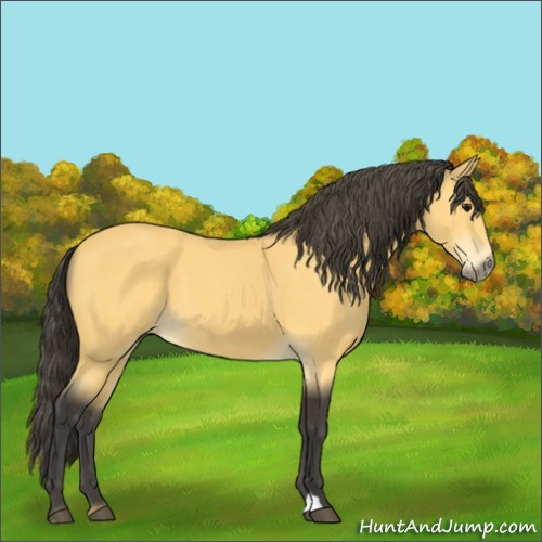 Horse Color:Buckskin 
