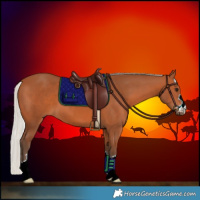 Horse Color:Silver Bay 