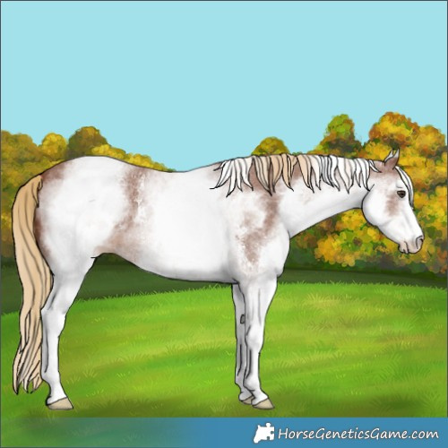 Horse Color:White Spotted Chestnut Sabino 