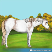 Horse Color:White Spotted Chestnut Sabino 