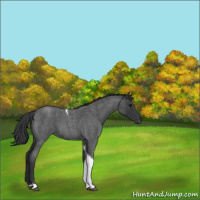 Horse Color:Blue Roan Tobiano Rabicano