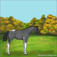 Horse Color:Blue Roan Tobiano