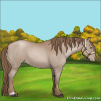 Horse Color:Black Pearl Sabino