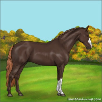 Horse Color:Liver Chestnut 
