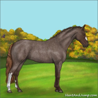 Horse Color:Liver Red Roan 