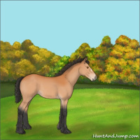 Horse Color:Bay 