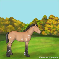 Horse Color:White Spotted Bay 