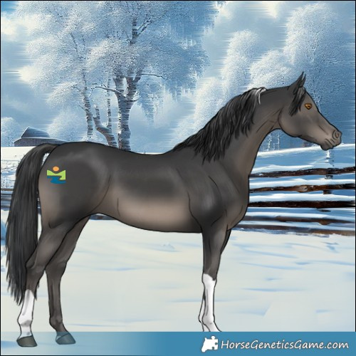 Horse Color:Black Tobiano 