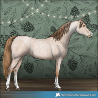 Horse Color:Blue Roan Pearl Sabino 