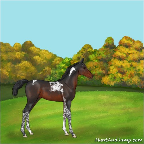 Horse Color:Brown Tobiano 