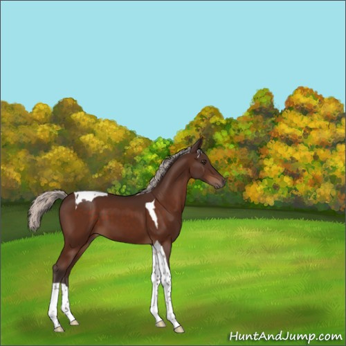 Horse Color:Silver Brown Tobiano 