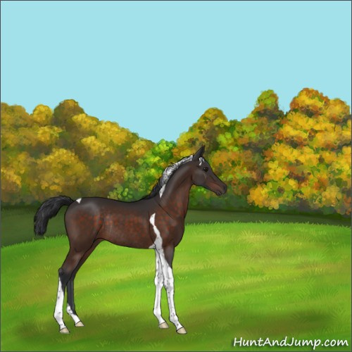 Horse Color:Brown Tobiano Rabicano