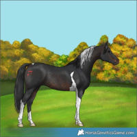 Horse Color:Brown Tobiano Rabicano