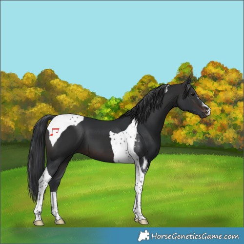 Horse Color:Brown Tobiano