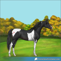 Horse Color:Brown Tobiano 