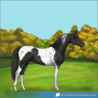 Horse Color:Brown Tobiano 