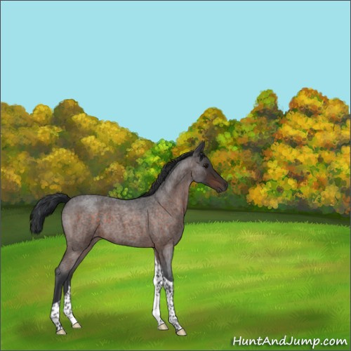 Horse Color:Brown Roan Tobiano 