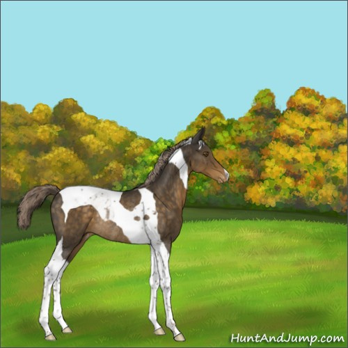 Horse Color:Chocolate Palomino Tobiano Appaloosa Rabicano