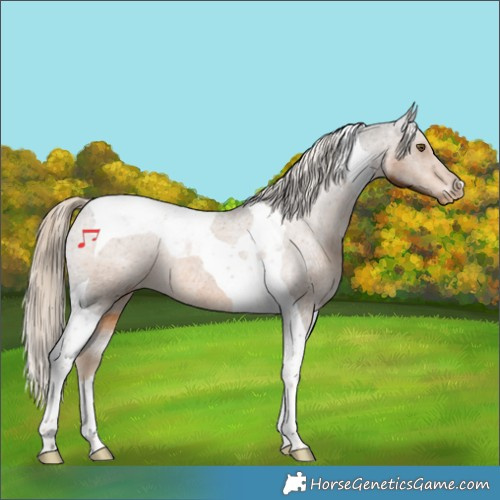 Horse Color:Chocolate Palomino Tobiano Appaloosa Rabicano