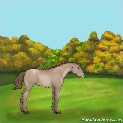 Horse Color:Black Pearl Sabino 